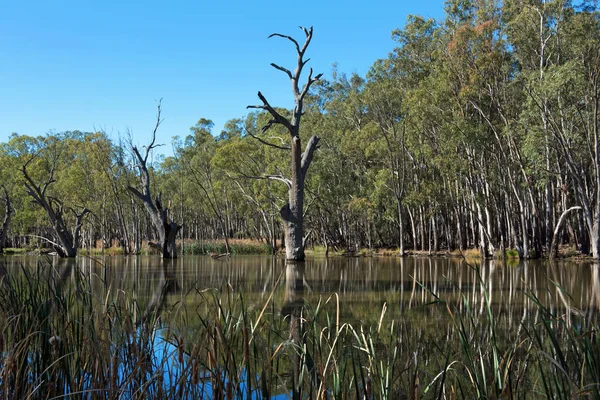 Scena Gogeldrie Weir Niedaleko Leeton Nowej Południowej Walii Australia Zdjęcia Stockowe bez tantiem