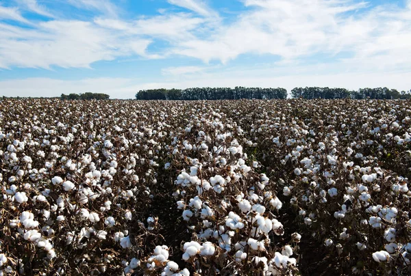 Cotton Ready Harvest Griffith New South Wales Australia Stock Picture