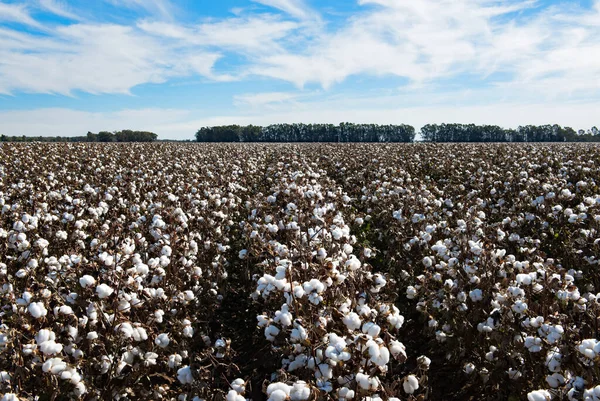 Cotton Ready Harvest Griffith New South Wales Australia Stock Photo