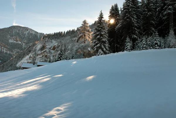 Soleil derrière les arbres — Photo