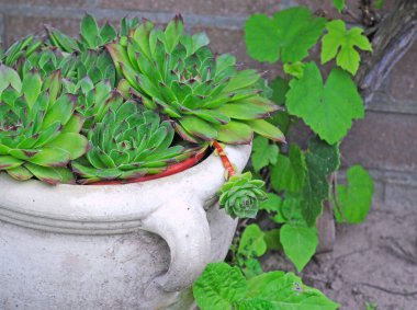 Gri qtone potl içerisindeki normal konutlar (sempervivum tectorum) veya gök gürültüsü yaprağı, bu sulu (crassulaceae familyası) en iyi kuru ve güneşli ortamda yetişir. Seçici odak