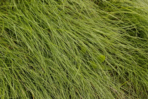 Färskt grönt gräs — Stockfoto