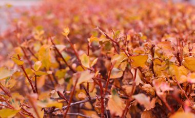 Sonbahar turuncu yaprak