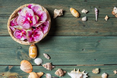 çeşitli deniz kabukları