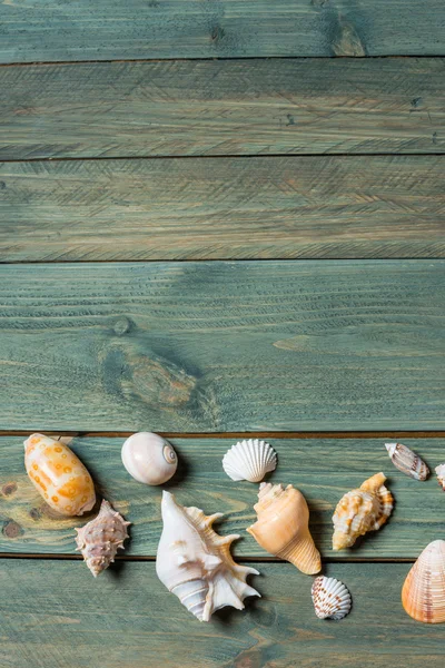 海のシェルのさまざまな — ストック写真