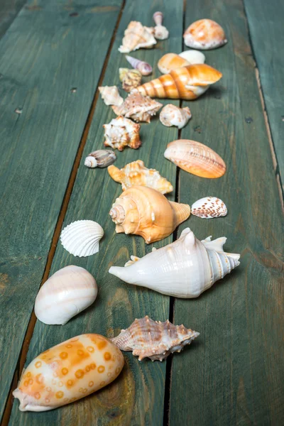 Variedad de conchas marinas — Foto de Stock