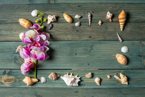 Variedad de conchas marinas — Foto de Stock