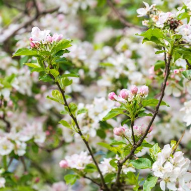 Çiçek açan elma ağacı