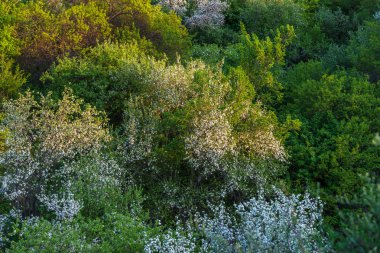 Çiçek açan elma ağacı