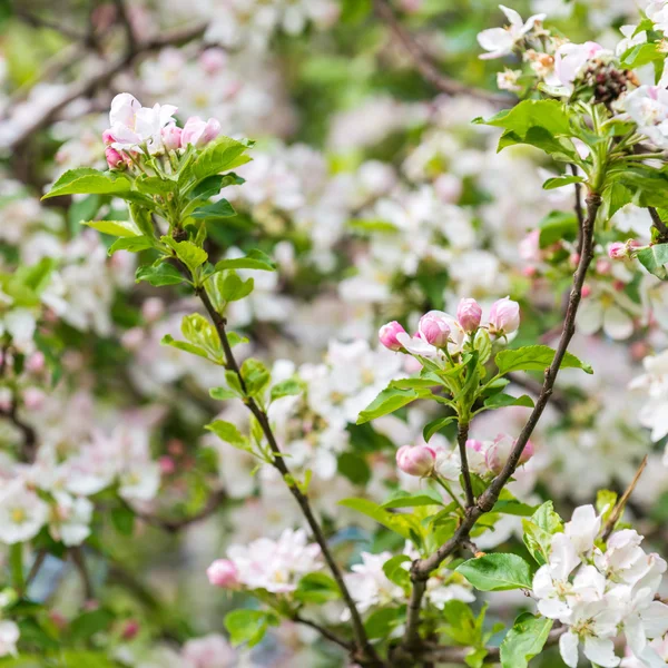 リンゴの木の開花 — ストック写真