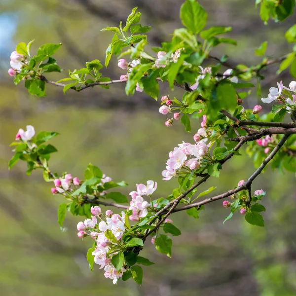 Albero di mele in fiore — Foto Stock