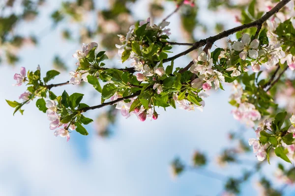 Albero di mele in fiore — Foto Stock