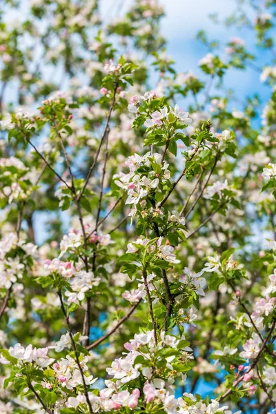 Albero di mele in fiore — Foto Stock