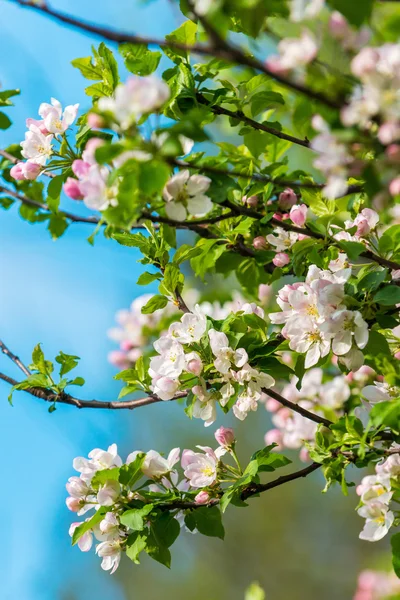 Albero di mele in fiore — Foto Stock