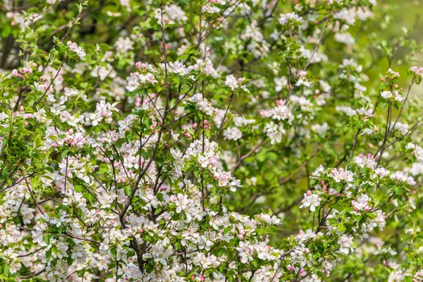 Blommande äppelträd — Stockfoto