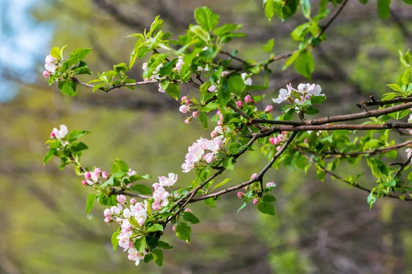 Albero di mele in fiore — Foto Stock