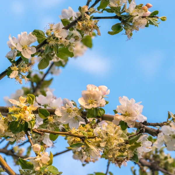 Квітнуче дерево apple — стокове фото