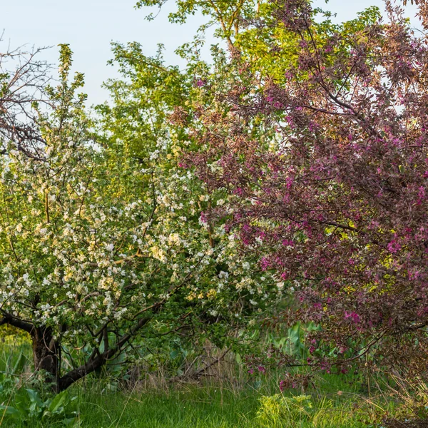 Manzano en flor — Foto de Stock