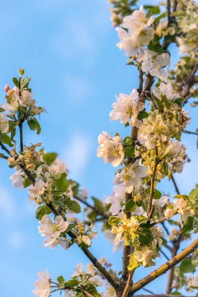 Квітнуче дерево apple — стокове фото