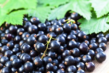  Siyah frenk üzümü ve yeşil yaprakları
