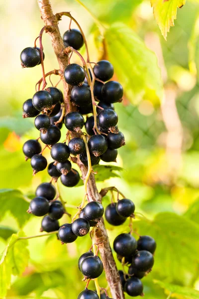 Ribes nero in giardino — Foto Stock