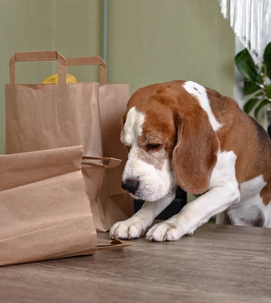 Beagle i kök — Stockfoto