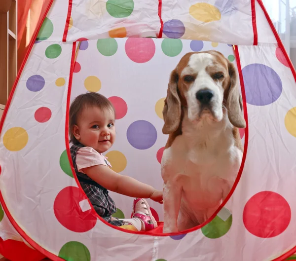 Little girl and beagle — Stock Photo, Image