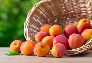 Olgun kayısı sepeti