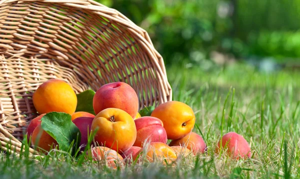 Reife Aprikosen im Garten — Stockfoto