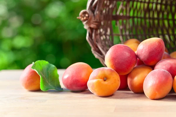 Корзина с спелыми абрикосами — стоковое фото