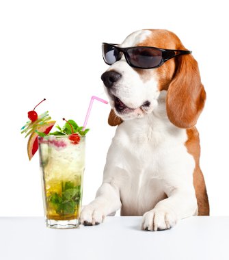 köpek Mojito ile güneş gözlüğü