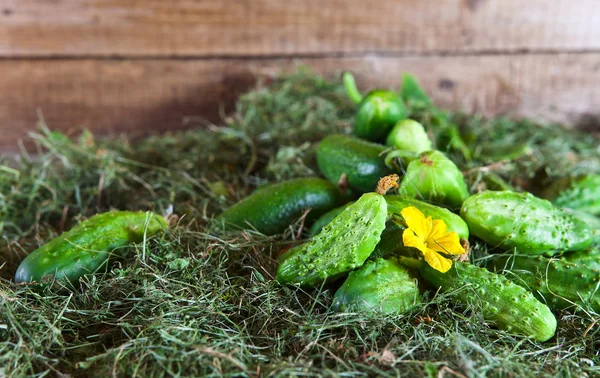 Gurken am Heu — Stockfoto