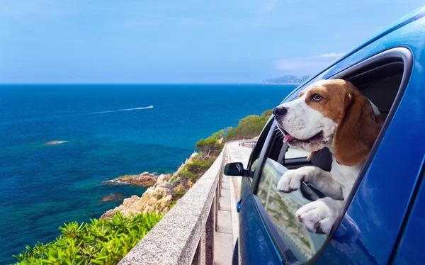 Beagle in een blauwe auto — Stockfoto