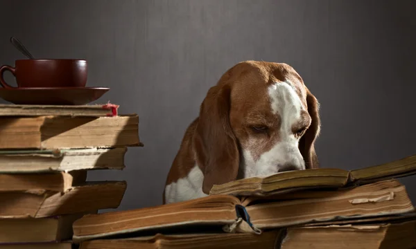 Very smart dog — Stock Photo, Image