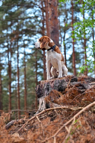 Beagle in bos — Stockfoto