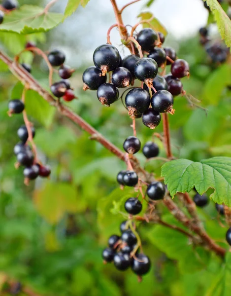 Zwarte bessen op een tak in de tuin — Stockfoto