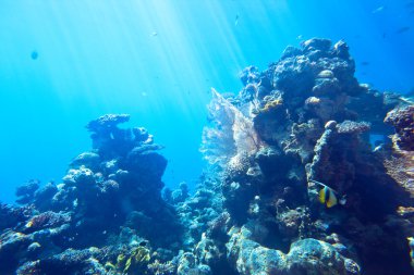 Red Sea sualtı mercan 