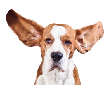 Beagle başının üstüne beyaz