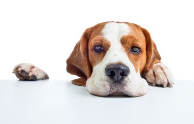 beagle baş beyaz izole 