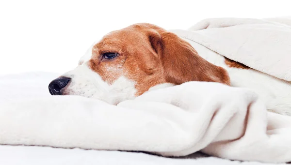 Σκυλί με μια κουβέρτα σε λευκό — Φωτογραφία Αρχείου