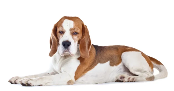 Beagle isolato su bianco — Foto Stock