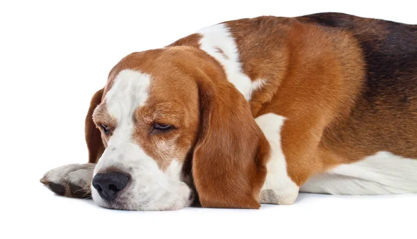 Beagle isolado em branco — Fotografia de Stock