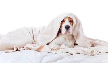 Beagle beyaz arka plan üzerinde izole battaniyenin altında