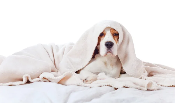 Beagle pod dekou, izolované na bílém pozadí — Stock fotografie