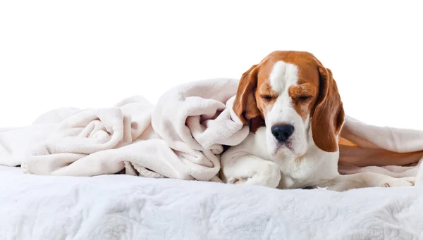 Beagle beyaz arka plan üzerinde izole battaniyenin altında — Stok fotoğraf