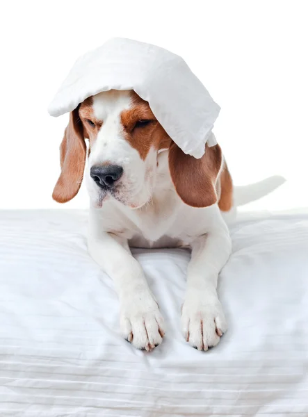 Больная собака на белом фоне — стоковое фото