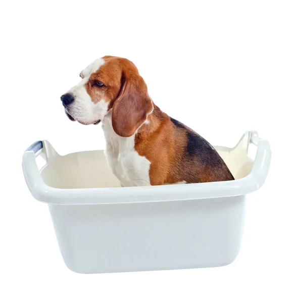 Cão em banho isolado no fundo branco — Fotografia de Stock