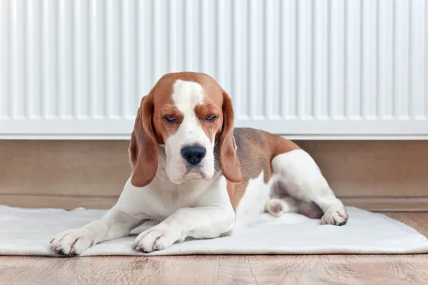 Le Beagle se trouve près d'un radiateur chaud — Photo