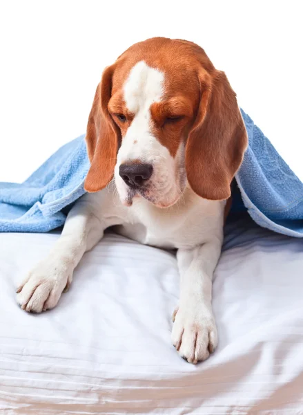 Beagle beyaz izole mavi battaniye altında — Stok fotoğraf