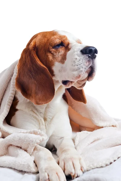 Beagle under blanket , isolated on white background — Stock Photo, Image